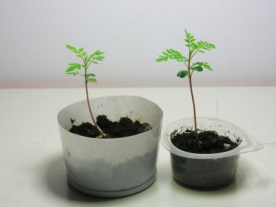 Palisanderbaum (Jacaranda mimosifolia) Keimlinge