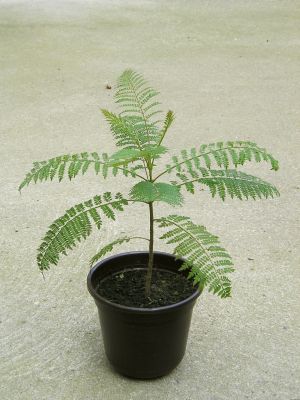 Palisanderbaum (Jacaranda mimosifolia)