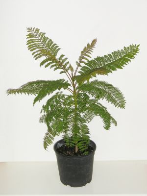 Palisanderbaum (Jacaranda mimosifolia)