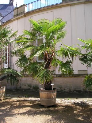 Chinesische Hanfpalme (Trachycarpus fortunei)