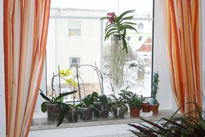 Pflanzen am Wohnzimmerfenster