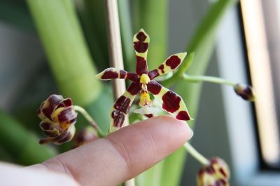 Phalaenopsis mannii dark