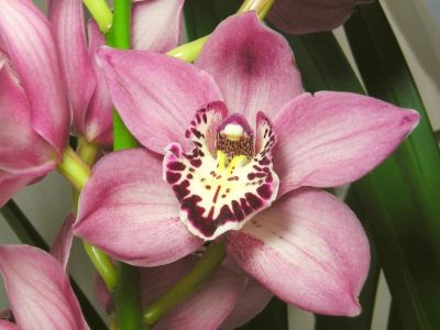 Cymbidium-Orchidee rosa