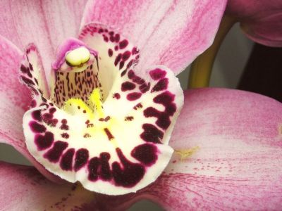 Cymbidium-Orchidee rosa