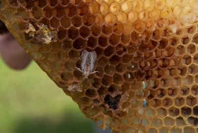 Wachsmotte auf Bienenwabe