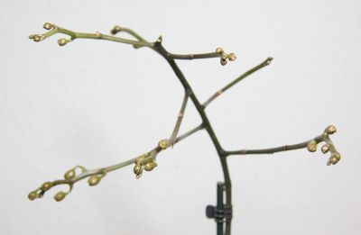 Phalaenopsis schilleriana x stuartiana