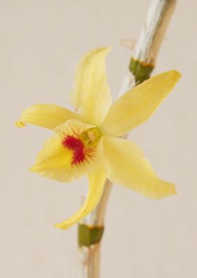 Dendrobium Stardust Hybride Blüte
