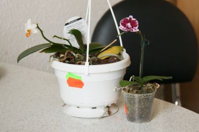 Neue Orchideen