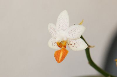 Mini-Mark-Orchidee