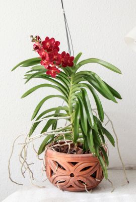 Vanda-Orchidee im Tontopf