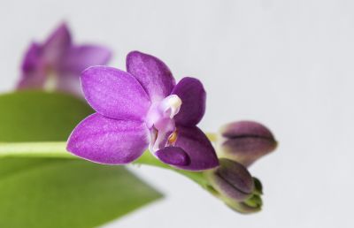Phalaenopsis Purple Martin