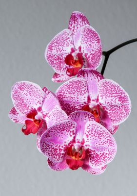 Phalaenopsis Taiwan Hybride