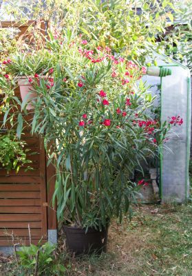 Oleander im Garten