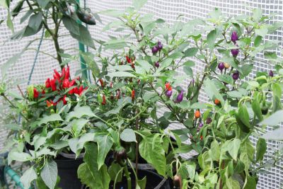 Chili-Pflanzen im Gewächshaus