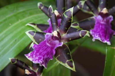 Zygopetalum Hybride in Blüte
