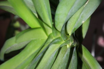 Vanda Sansai Blue Knospen