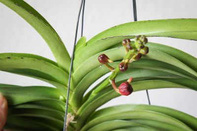 Vanda Wild Cherry Blütentriebe