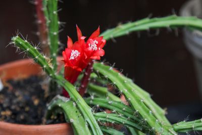 Aporocactus 'Brilliant'