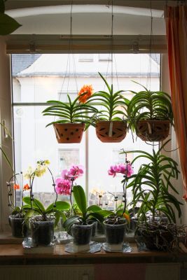 Orchideenfenster in der Küche