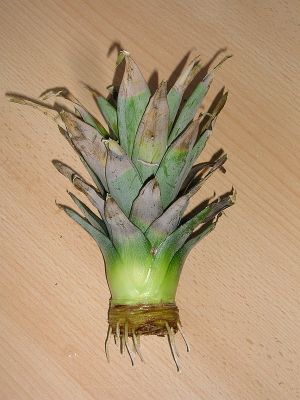 Ananas-Steckling mit Wurzeln