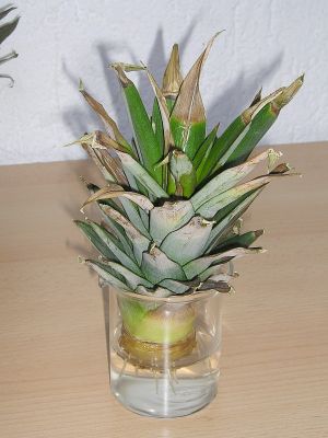 Ananas-Steckling im Wasserglas