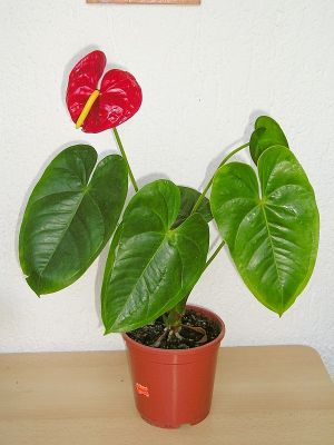 Flamingoblume, Anthurie (Anthurium andraeanum)