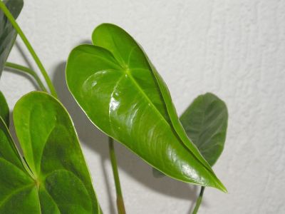 Flamingoblume, Anthurie (Anthurium andraeanum)