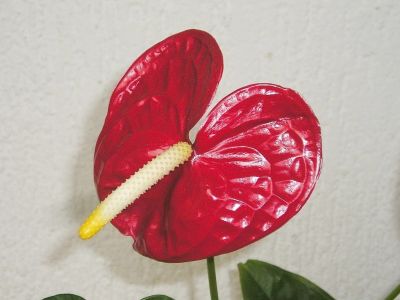 Flamingoblume, Anthurie (Anthurium andraeanum)