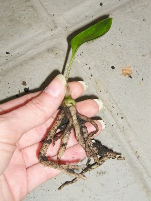 Keimling der Blutblume (Scadoxus multiflorus)