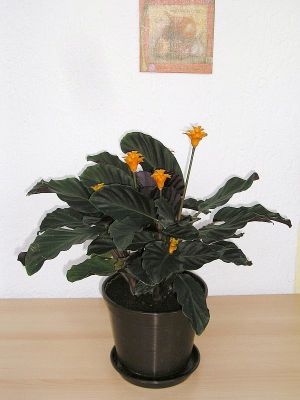 Calathea crocata