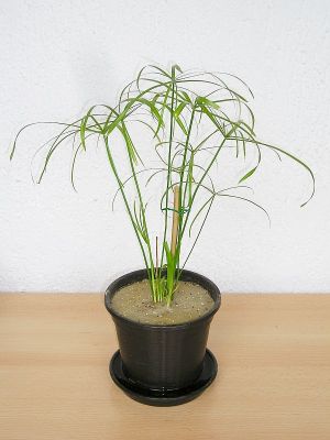 Junges Zypergras (Cyperus alternifolius)