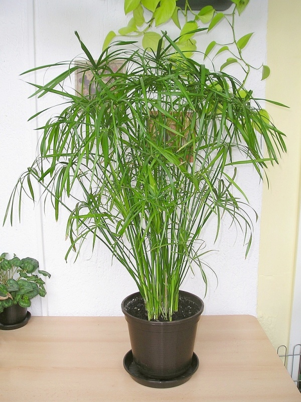 *WASSERPALME* Zyperngras Papyrus Cyperus alternifolius Sumpfpflanze Teichpflanze 