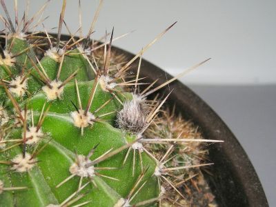 Echinopsis mit Knospe
