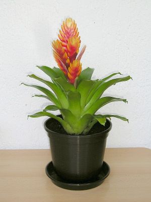 Flammendes Schwert (Vriesea Hybride)