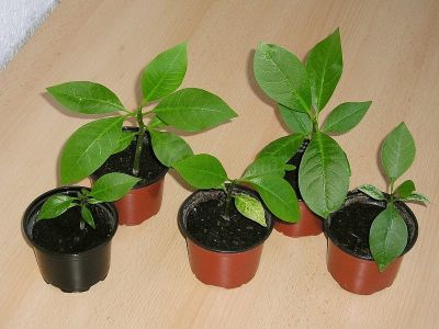 Frangipani Keimlinge