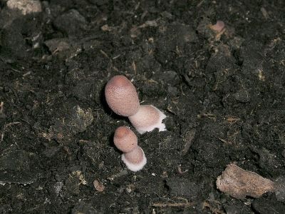 Lilakörnigen Faltenschirmling (Leucocoprinus lilacinogranulosus)