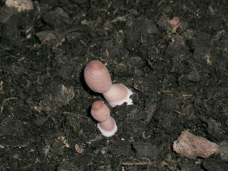 Pilze in der Blumenerde » Majas Pflanzenblog