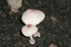 Lilakörnigen Faltenschirmling (Leucocoprinus lilacinogranulosus)