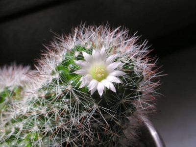 Mammillaria zeilamanniana var. alba