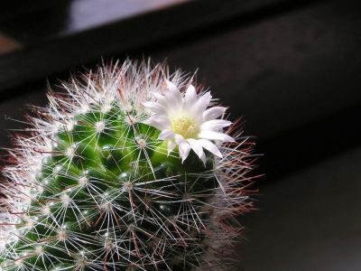 Mammillaria zeilamanniana var. alba