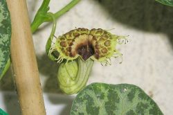 Gespensterpflanze (Aristolochia fimbriata)