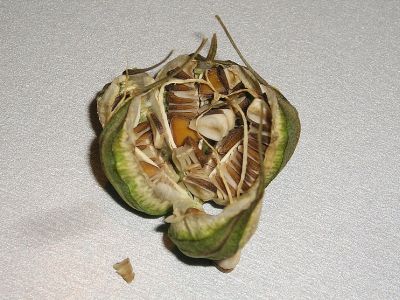 Aristolochia fimbriata Samen
