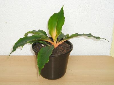 Grünlilie Chlorophytum orchidastrum Green Orange