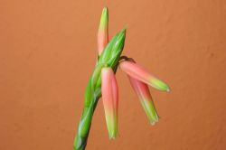 Aloe humilis Blüten