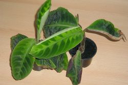 Calathea vertrocknete Blattränder