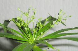 Cyperus diffusus Blüte
