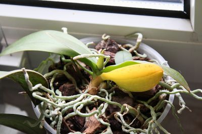 Gelbe Blätter Phalaenopsis