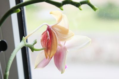 Abfallende Blüten Phalaenopsis