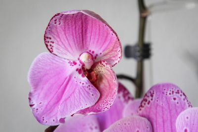 Deformierte Blüten Phalaenopsis