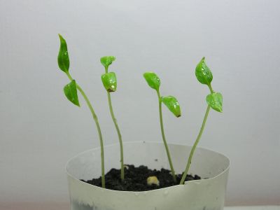 Chili Sarit Gat Keimlinge